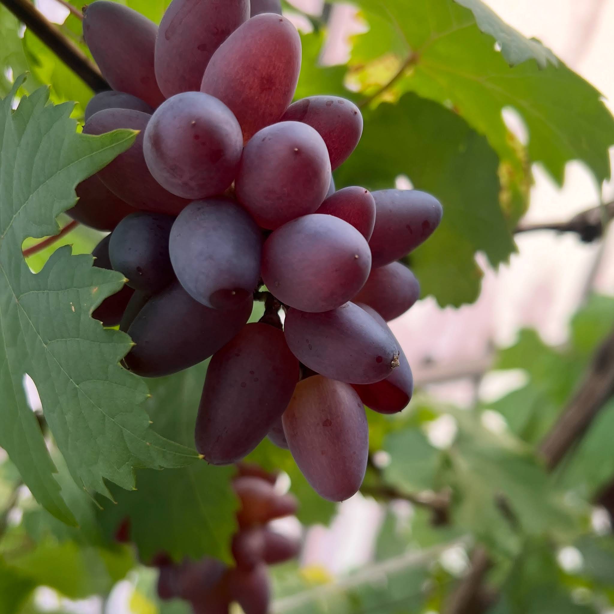 Post from House of grape