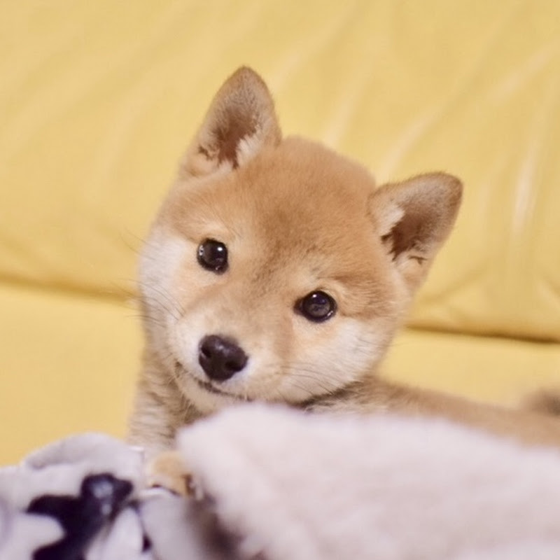 柴犬りんご郎 Shiba Inu Ringoroのサムネイル