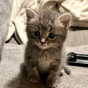 CuteKittenVideos