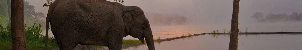 Elephant Conservation Center, Sayaboury, Laos Avatar channel YouTube 