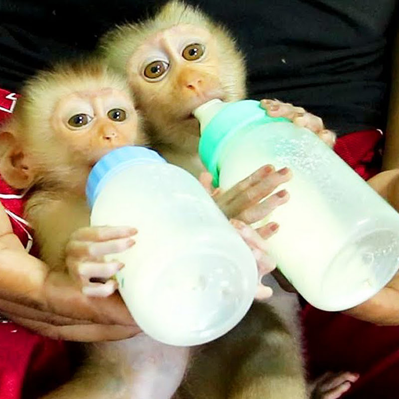 MONKEY LYLY icon