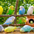 KDxC8JJERHM-channel-avatar-Shadhin Budgie TV