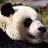 Pandas love to eat bamboo