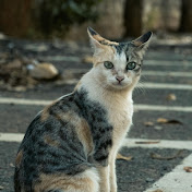 StreetCats
