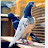 Pigeon lover Rahul