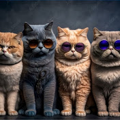 Kitten world 