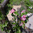 @Quince_roots