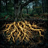 0t5ktXj0m8E-channel-avatar-HiddenRoots