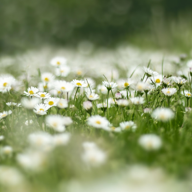 Cozy Forest Ambient - Topic