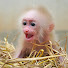 iOFKr6Mo6TE-channel-avatar-Monkey Sunny