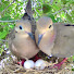 XsNsCt3b7nQ-channel-avatar-Bird Lover’s Nest