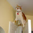 Z774bI0AQjk-channel-avatar-Talking With Meow Cat