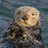 aDhfL9zoD3Y-channel-avatar-ExtraOtter