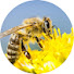 Op6DvU6VuAA-channel-avatar-Astral Bee - Animal Guides
