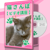 こっちゃんの大冒険@猫さんぽ&Music