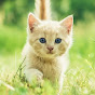 Kitten Sher