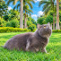 W_efh_i5ZbQ-channel-avatar-SubhanCatFamily