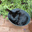 @CuriouslyCait's avatar
