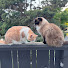 uhTyv17Z0_c-channel-avatar-2 Cats Diamond Painting