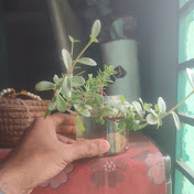  সপ্ননীল shopnonil