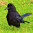 Crow Friend