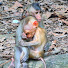 rSz7VvAKNNI-channel-avatar-Monkeys Area