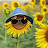 @Sunflower-yw1cj