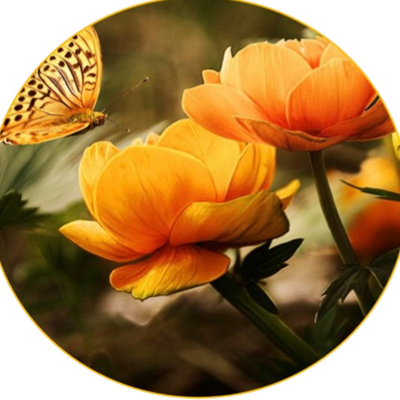 ดอกไม้แห่งแสงธรรม