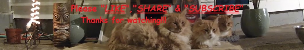 My 3 Feral Cats رمز قناة اليوتيوب
