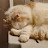 @Meowmaya1's avatar
