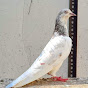 Shah g pigeon club