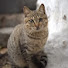 nsogFfUZLgA-channel-avatar-LucyCat