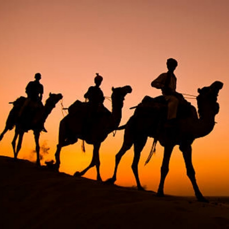 Camels Lovers
