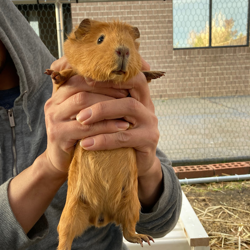 Eva’s Guinea pigs icon