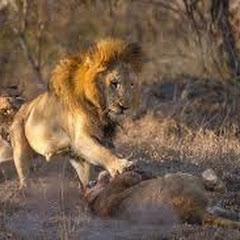 animals hunting