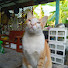 793tdSQucgg-channel-avatar-แมวคุณศรี