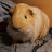 MyMax_GuineaPig