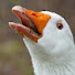 UF4aUFsuWdM-channel-avatar-Goose's Crackpot Theories and 2 more