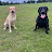 Ruby and bonnie labrador dogs