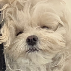 もっふもふな犬　ぽこた