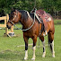2elNyEJsnzQ-channel-avatar-Horse Talk with Juju Jujinski