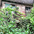 Cleanup Overgrown