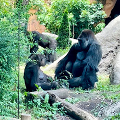 ゴリラトーキョーGorilla Tokyo