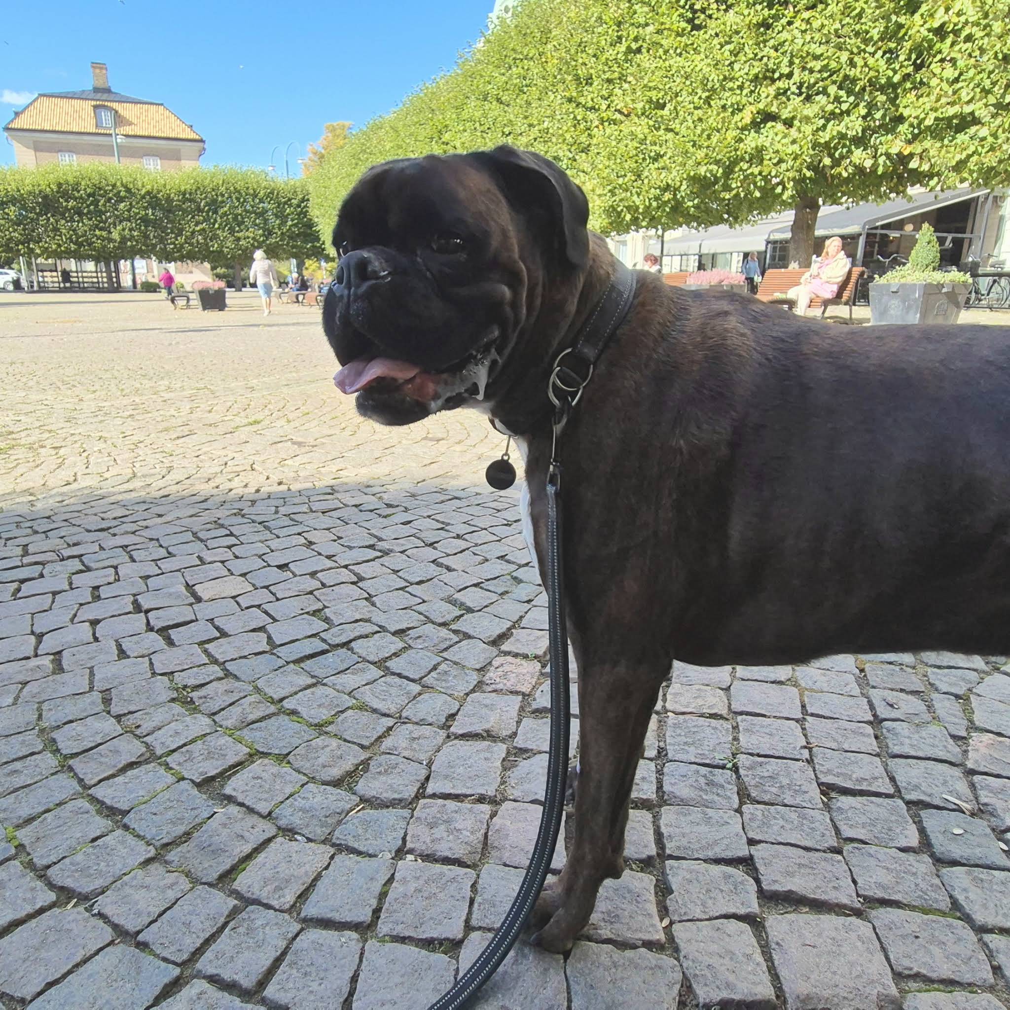 Post from BoxerRex