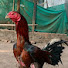 DqUfqCP99M0-channel-avatar-Siva Golden Farms