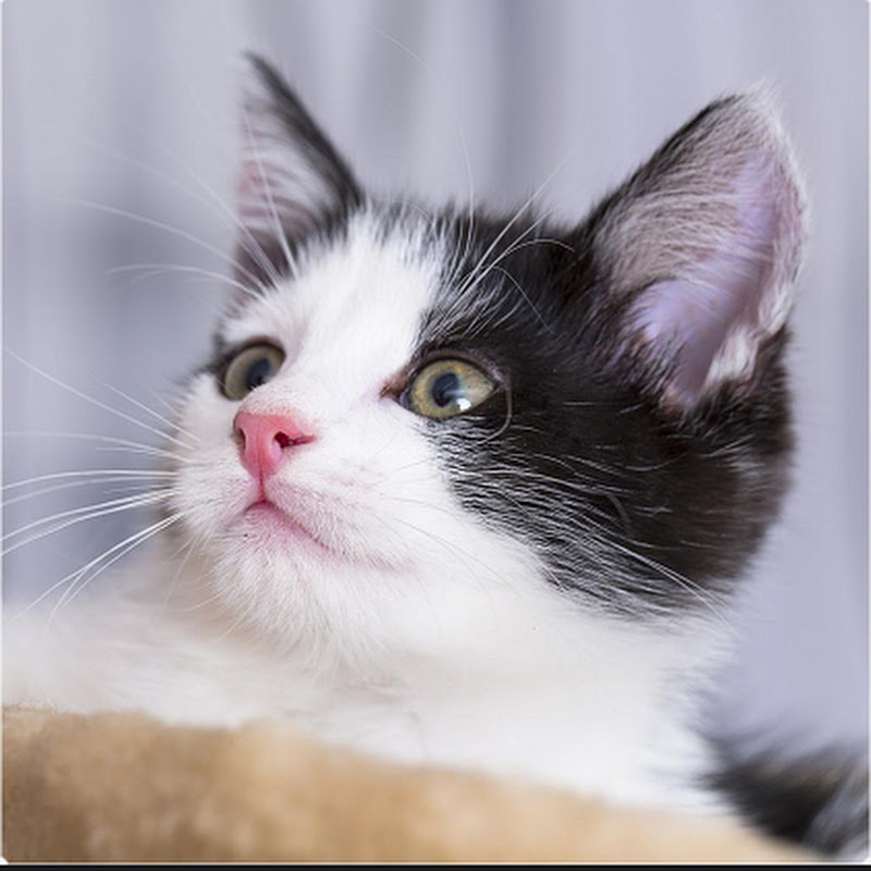 Funny donkey😂😂#animal#donkey#funny#fyp