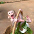 vk5iBb1ZGGg-channel-avatar-Monkey Family 