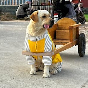 My beloved pet Patton