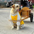 de2dFXoRTv4-channel-avatar-My beloved pet Patton
