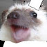 CVERVowX6kU-channel-avatar-Rewrite_Peppino